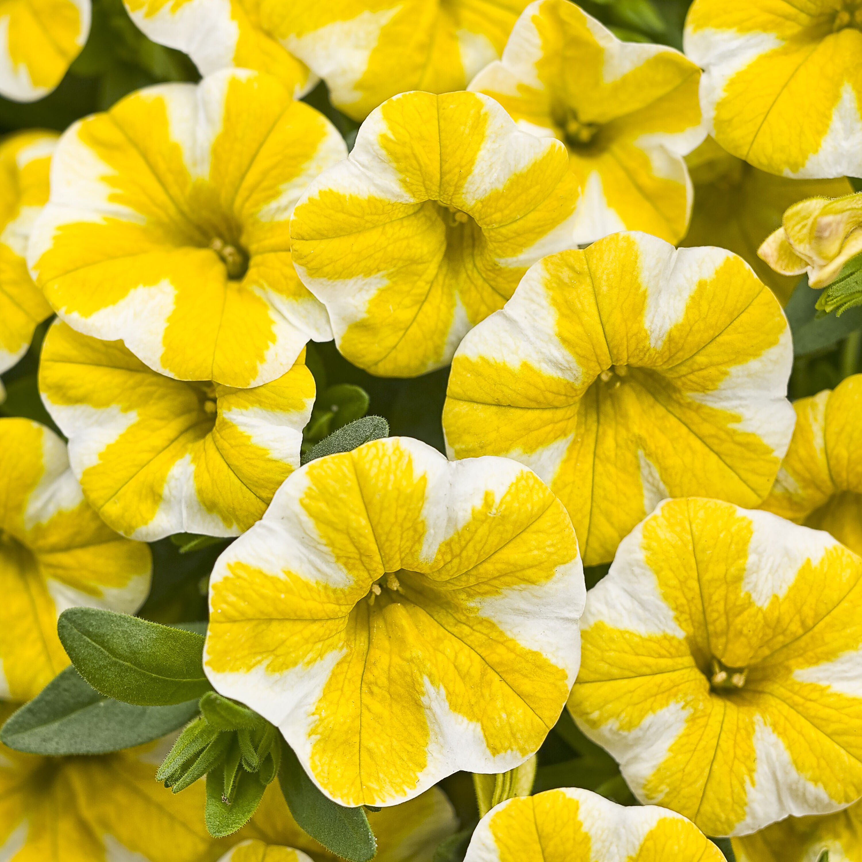 Proven Winners BELPRW1237504 Yellow Superbells Lemon Slice (Calibrachoa) in 4.25 Inch(es) Pot