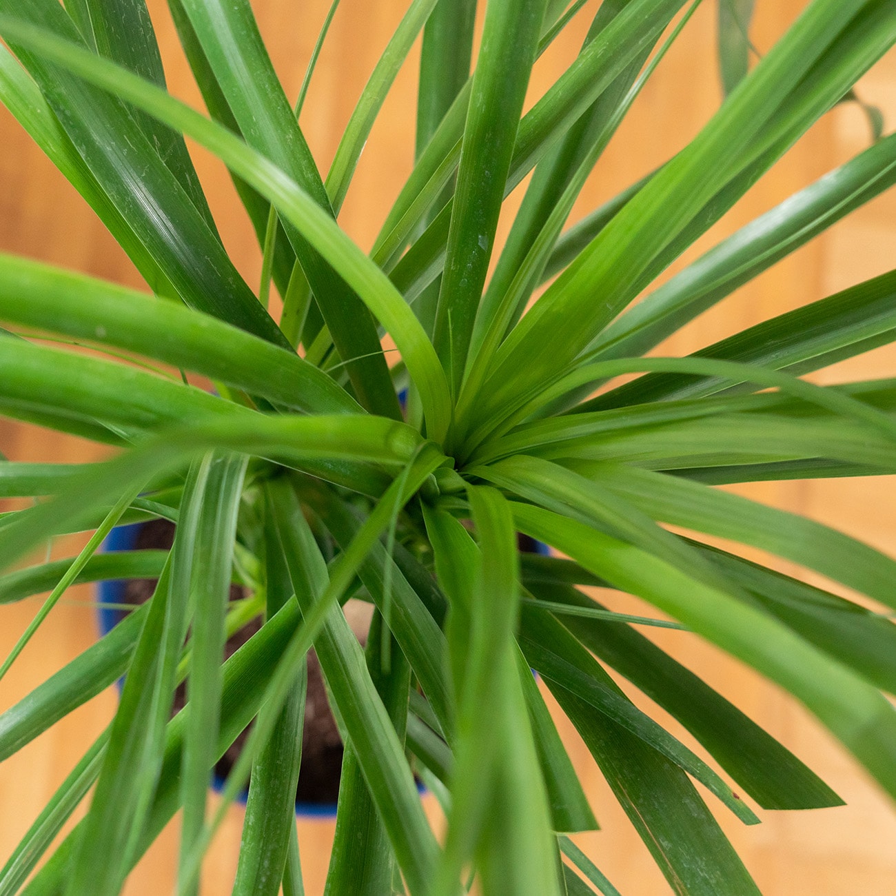 Perfect Plants LOPONYPALM6INPOT hseplants - View #5