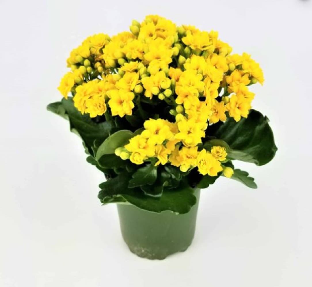  PRM annuals - View #2