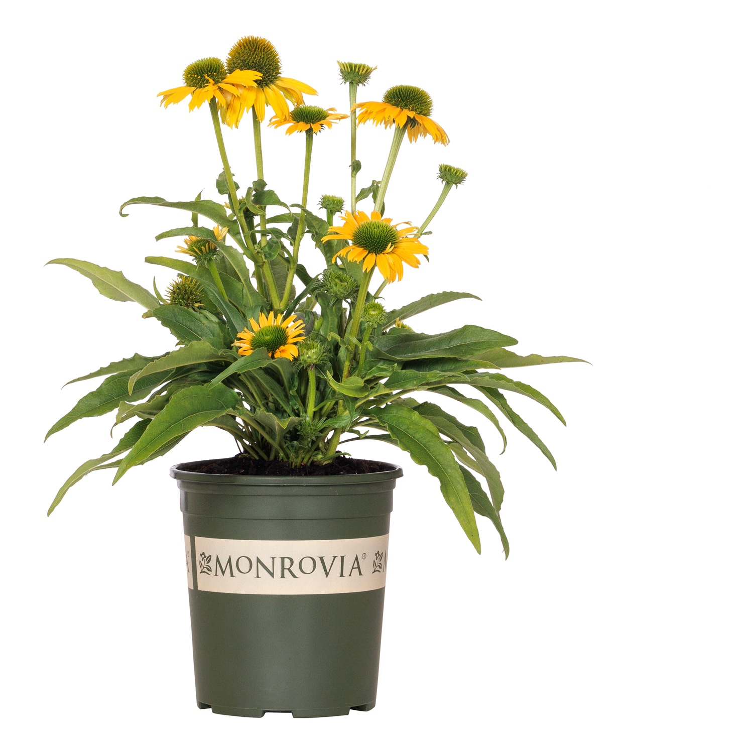 Monrovia 2.6 -Quart Yellow Coneflower Evolution EMBERS Sparks 1 -Pack - Low Maintenance