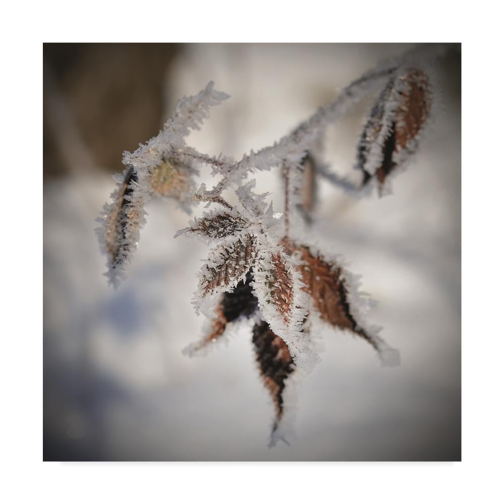 Trademark Fine Art CSL00029-C1414GG Framed 14-in H x 14-in W Botanical Print on Canvas