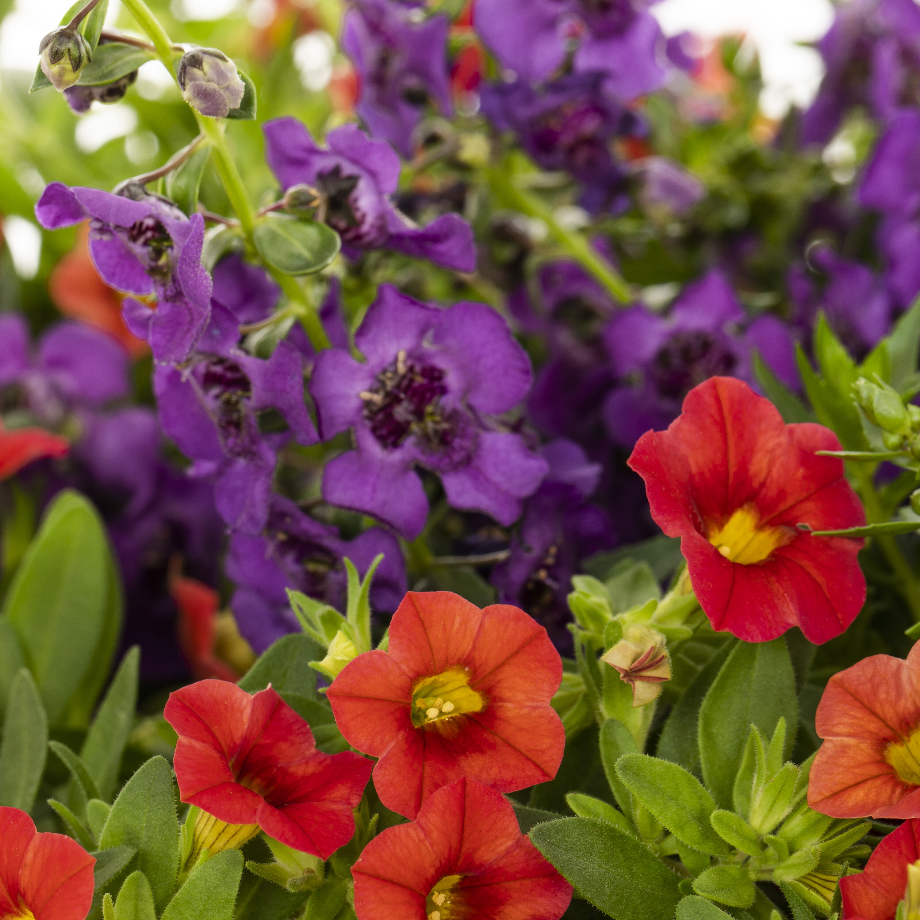 Lowe's NURSERY annuals - View #2