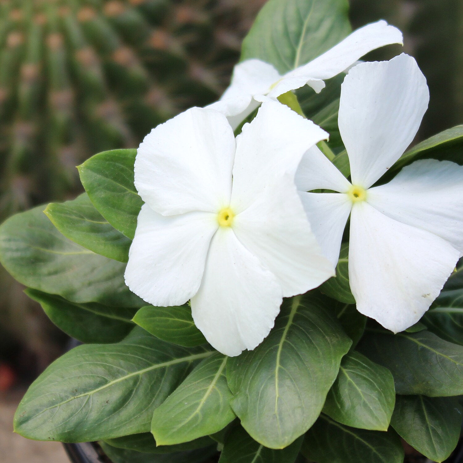 Altman Plants White Madagascar Periwinkle in 2.5-Quart Pot in the ...