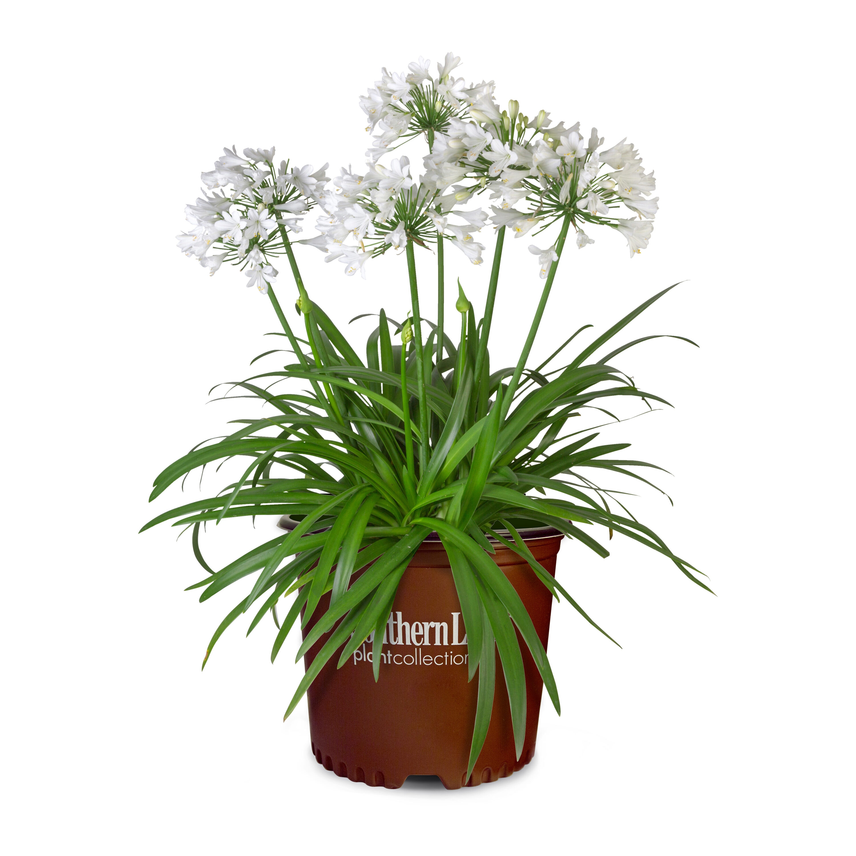 Southern Living NURSERY Queen Mum Agapanthus Flowering Shrub in 2 -Gallon Pot 1 -Pack with Multicolor Blooms