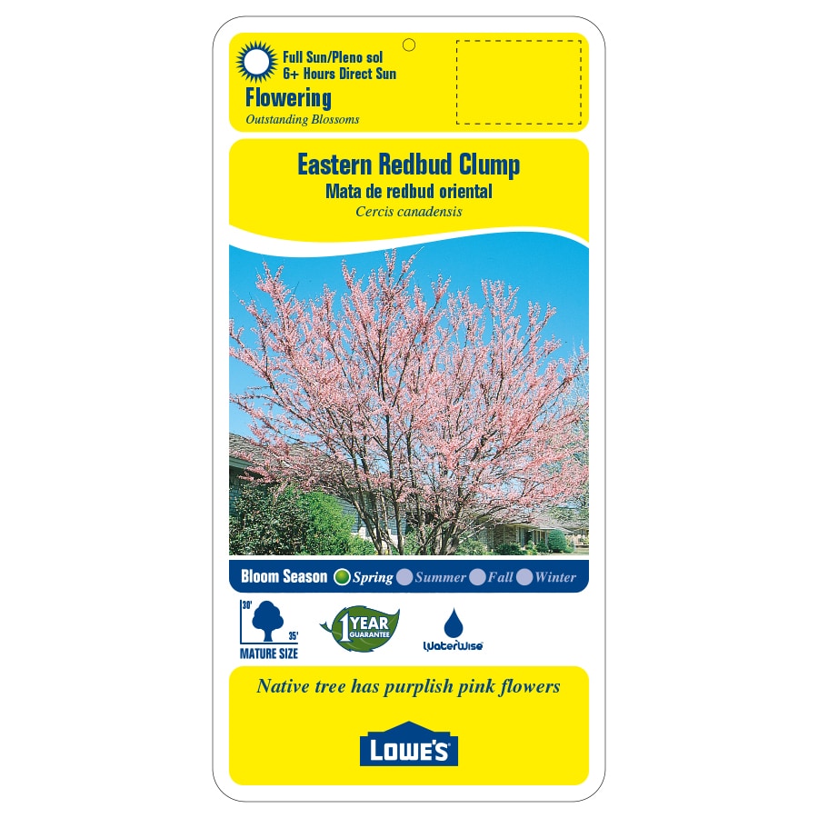 Lowe's NURSERY trees - View #2
