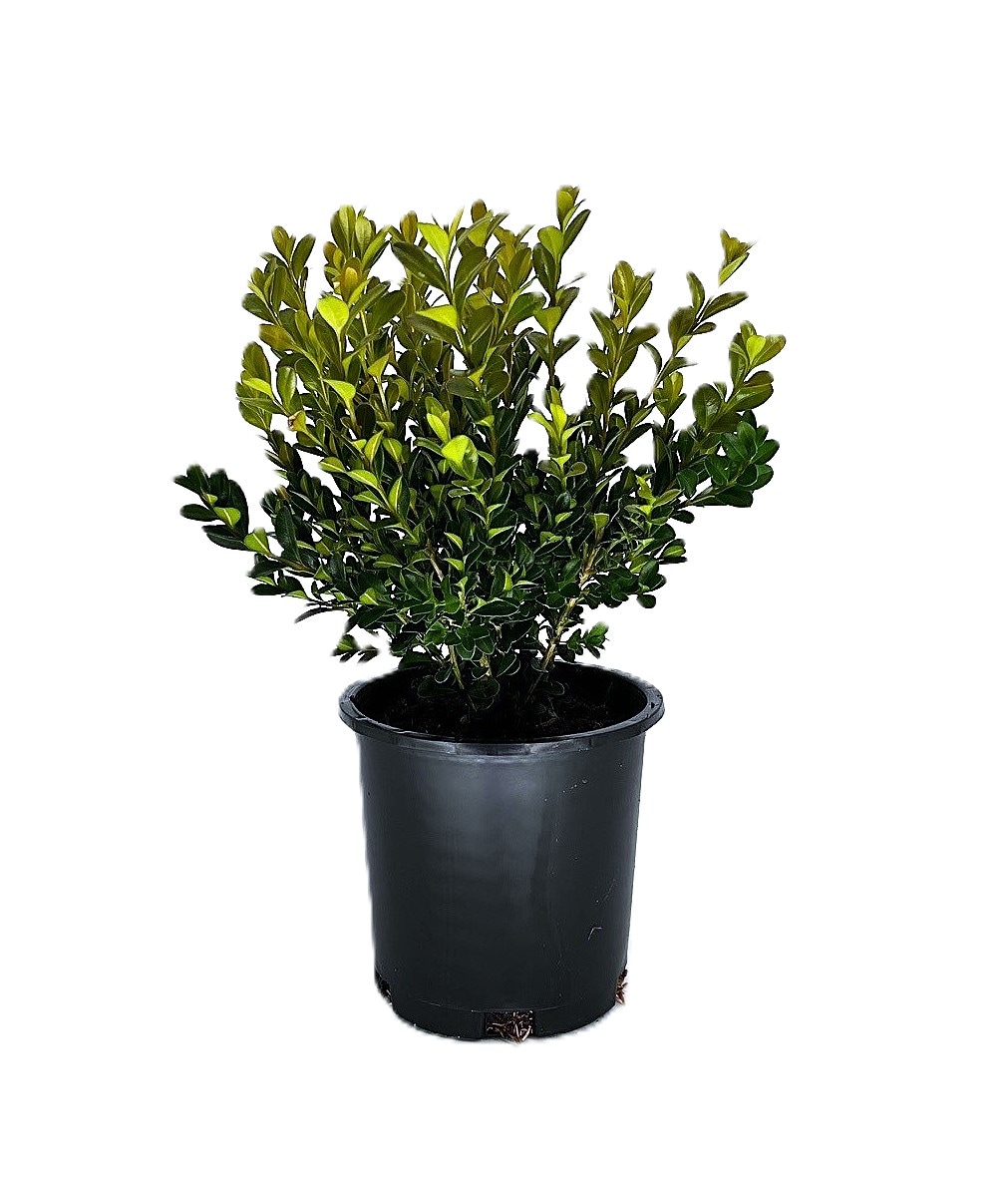 2.5 QT Buxus Winter Gem Boxwood Evergreen Shrub 6-Pack