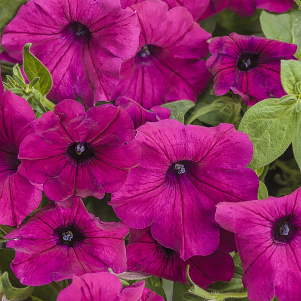 Proven Winners 5199156 annuals - View #2
