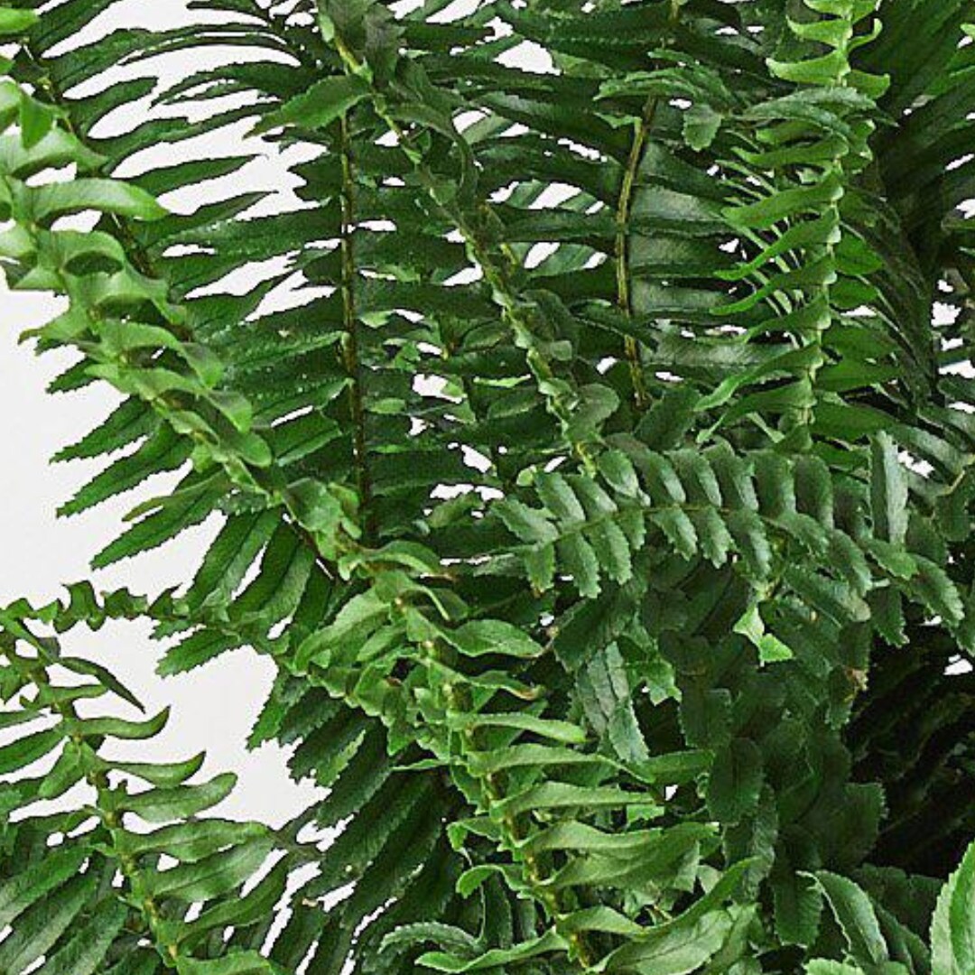 House Plant Shop 6-FERN-JESTER.CROWN hseplants - View #2