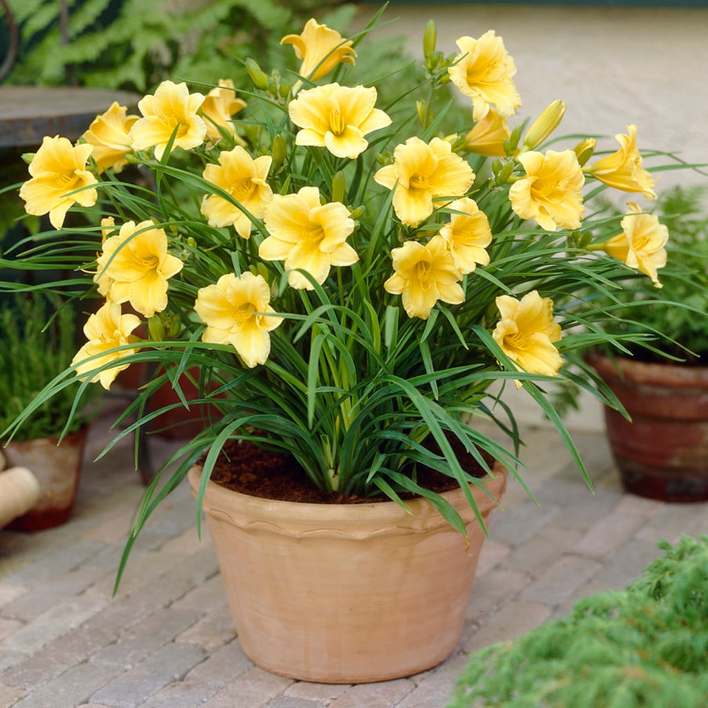 Van Zyverden 83497 Plant-Bulbs - View #2