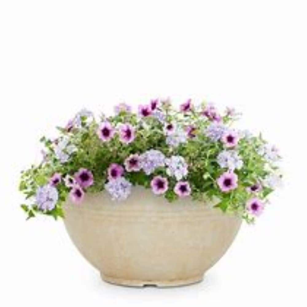 Proven Winner NURSERY annuals - View #2
