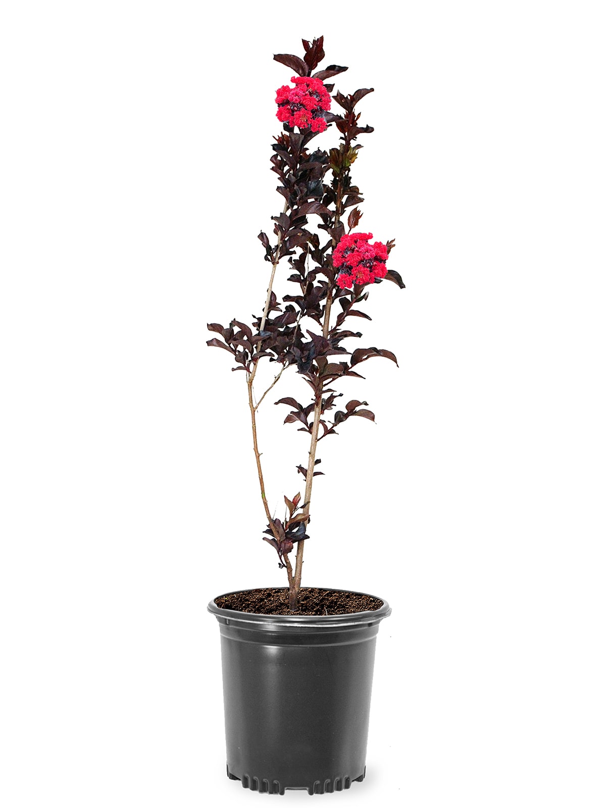 Lowe's 3.58-Gallon Pomegranate Tree (L7402) - Upright Deciduous Tree with  Showy Red Flowers - Full Sun - Medium Growth Rate in the Fruit Plants  department at