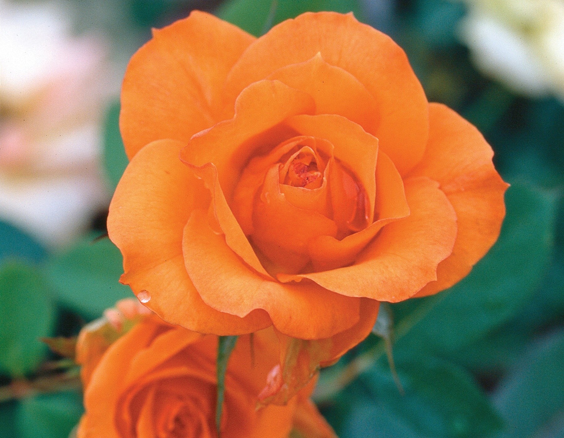 National Plant Network LW1595 roses - View #3