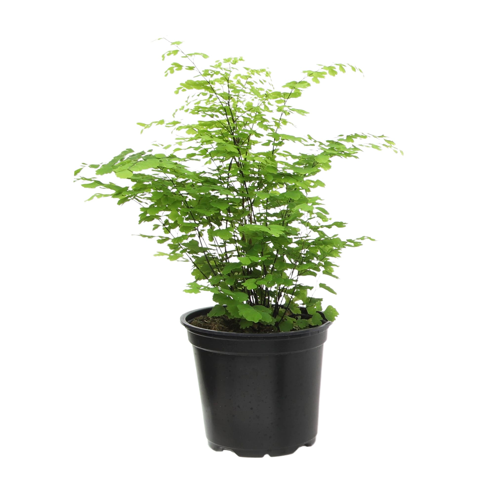 Maidenhair House plant in 21 Ounce(s) Pot 1 -Pack