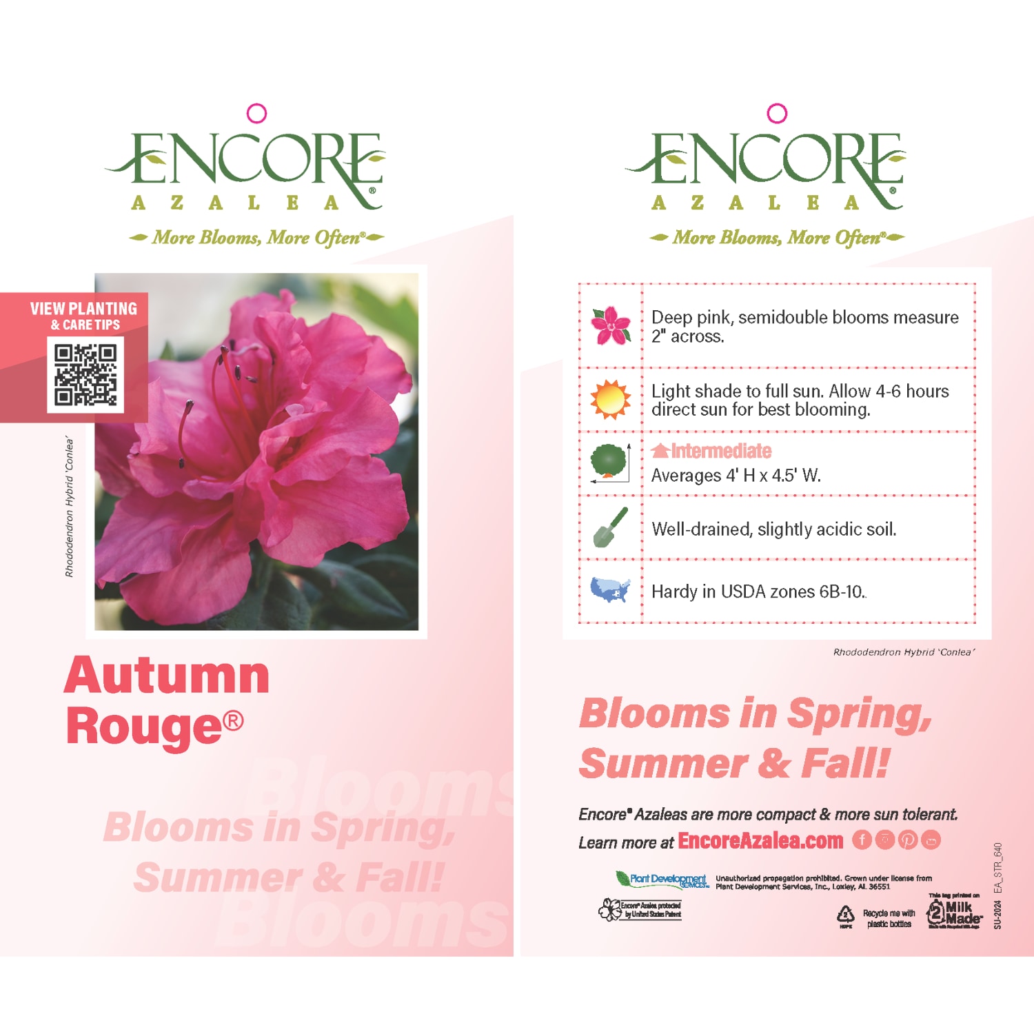 Encore Azalea 80532-1 shrubs - View #8