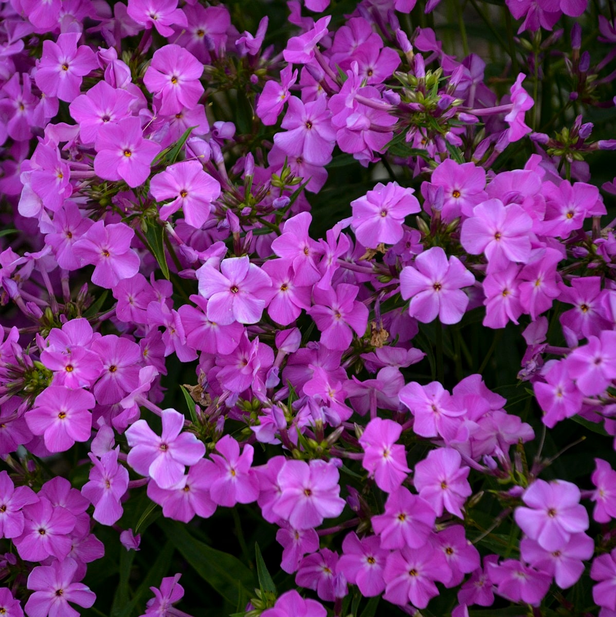 Proven Winners PHLPWP2156102 perennials - View #6