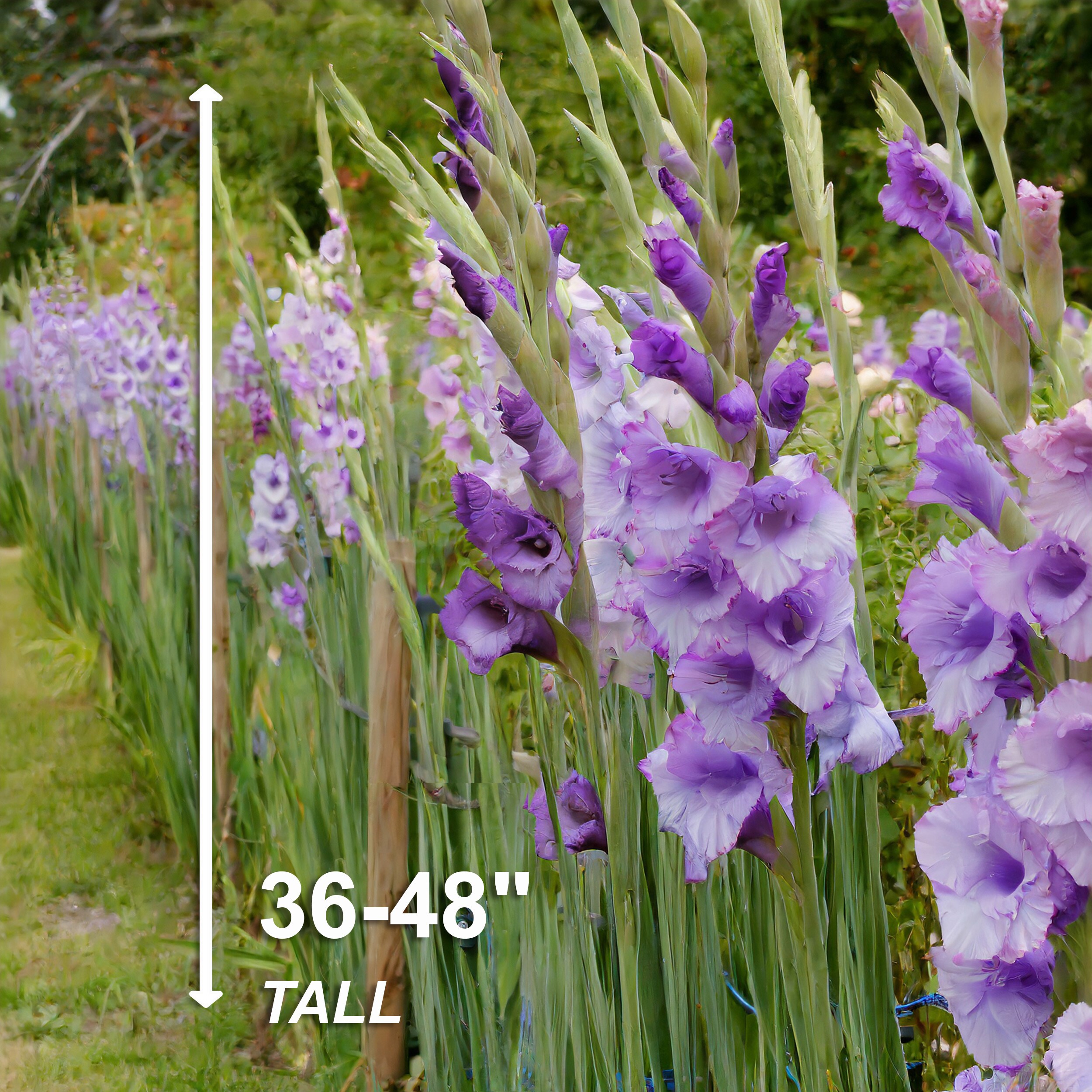 Garden State Bulb ECS-171-60-02 Plant-Bulbs - View #6