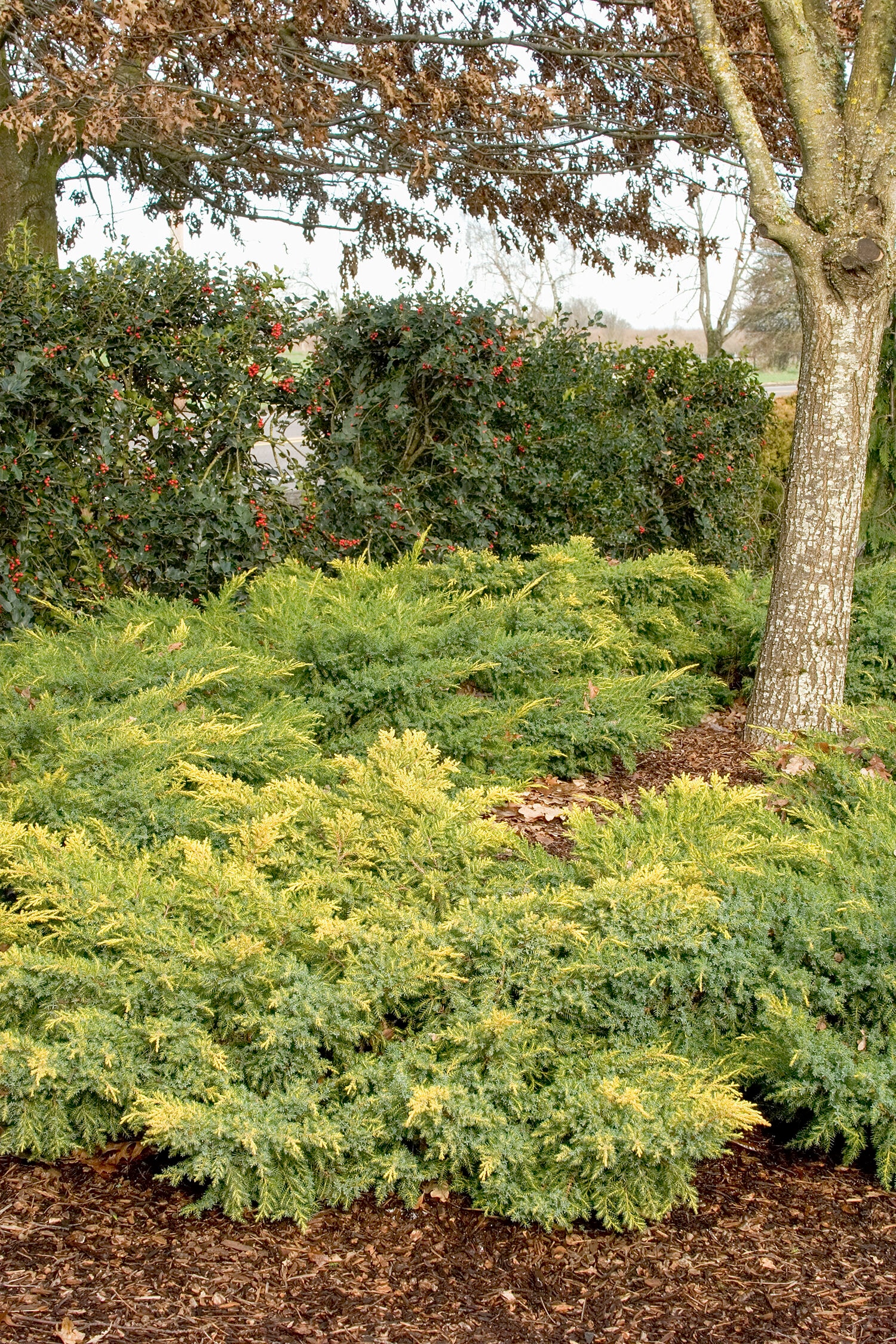 Monrovia 084655 shrubs - View #3