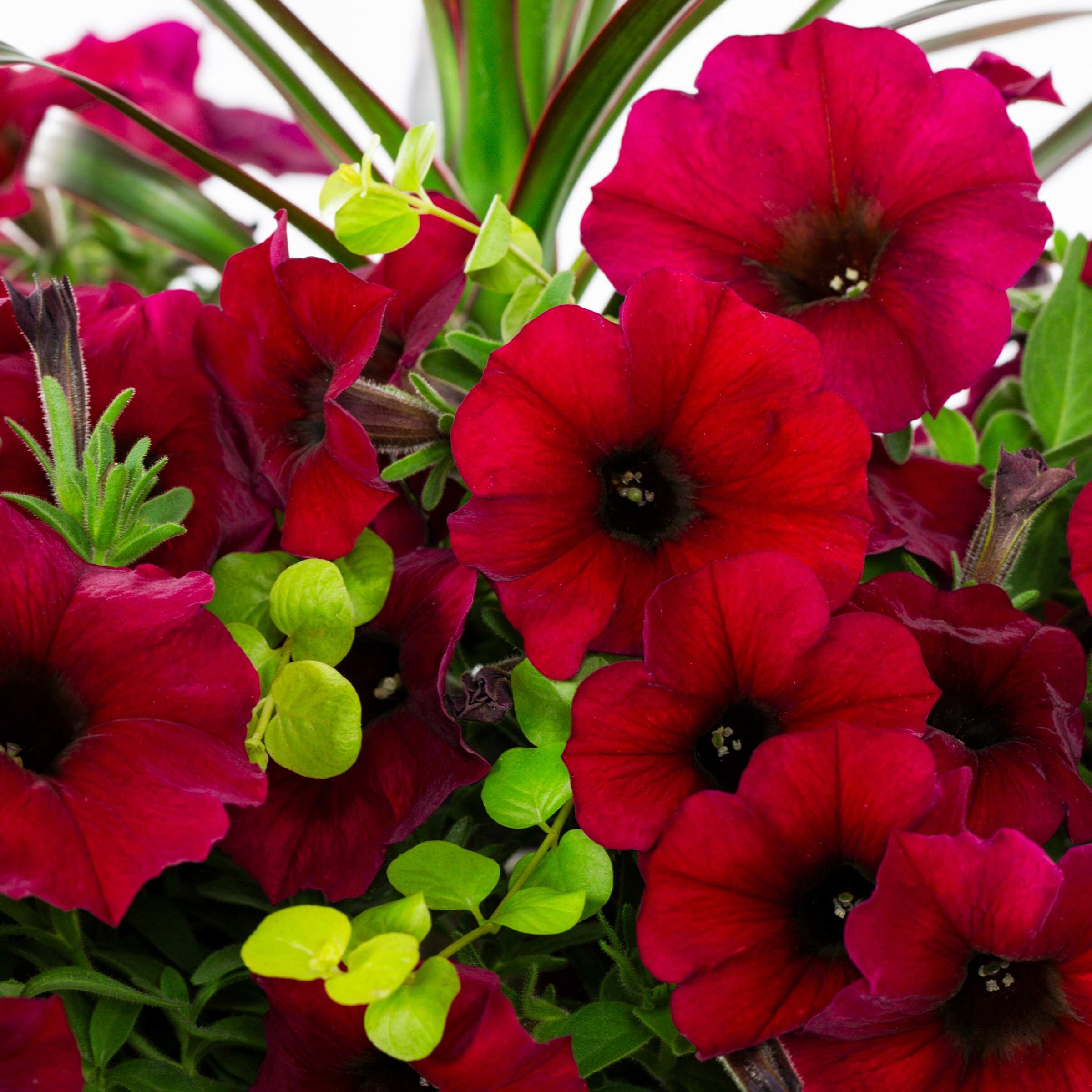 Lowe's NURSERY annuals - View #2