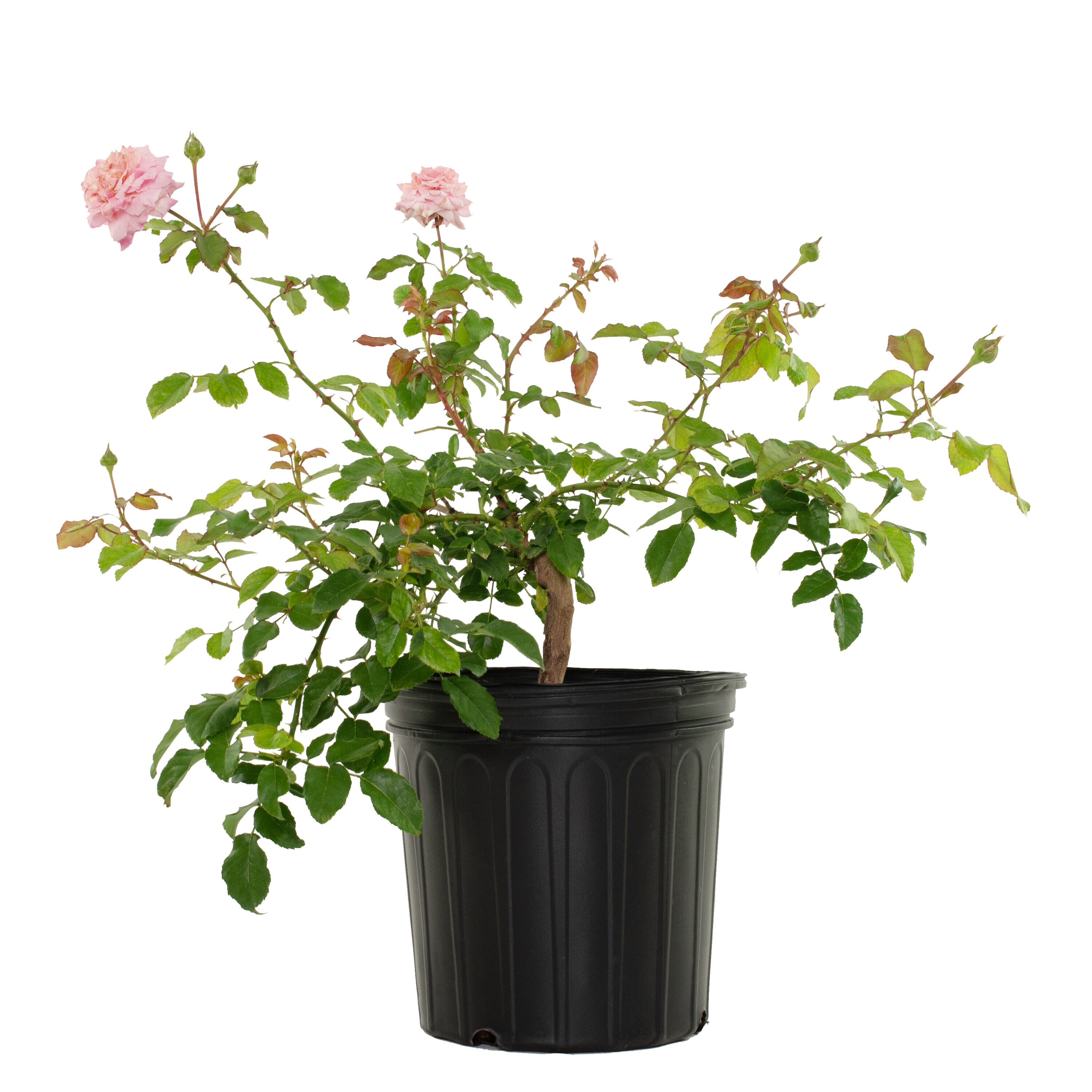 National Plant Network LW1283 Pink Viking Queen Rose 2 -Gallon Pot