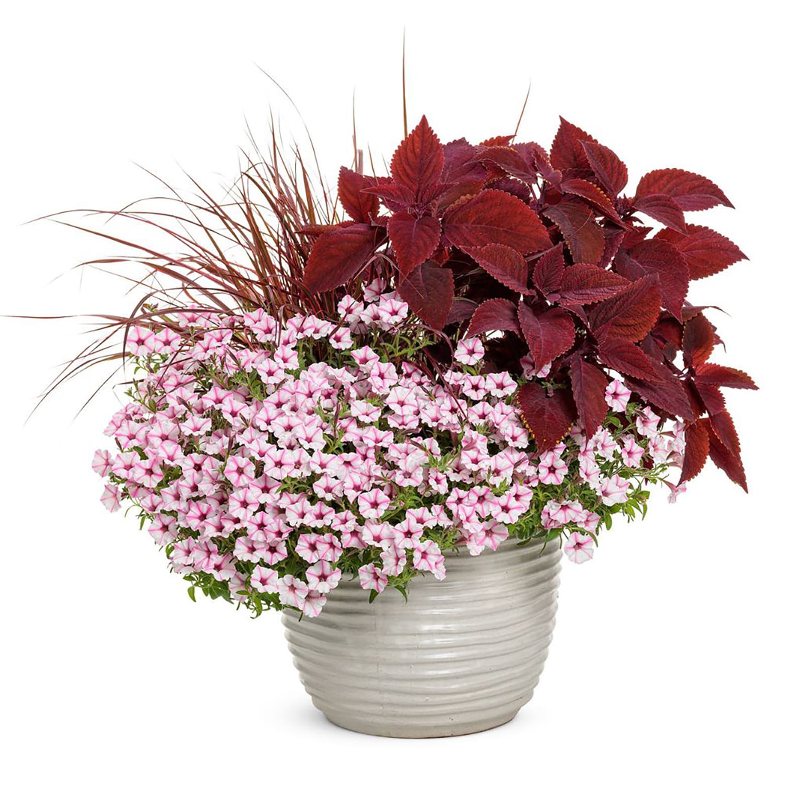 Proven Winners SUPPRW6187504 annuals - View #3