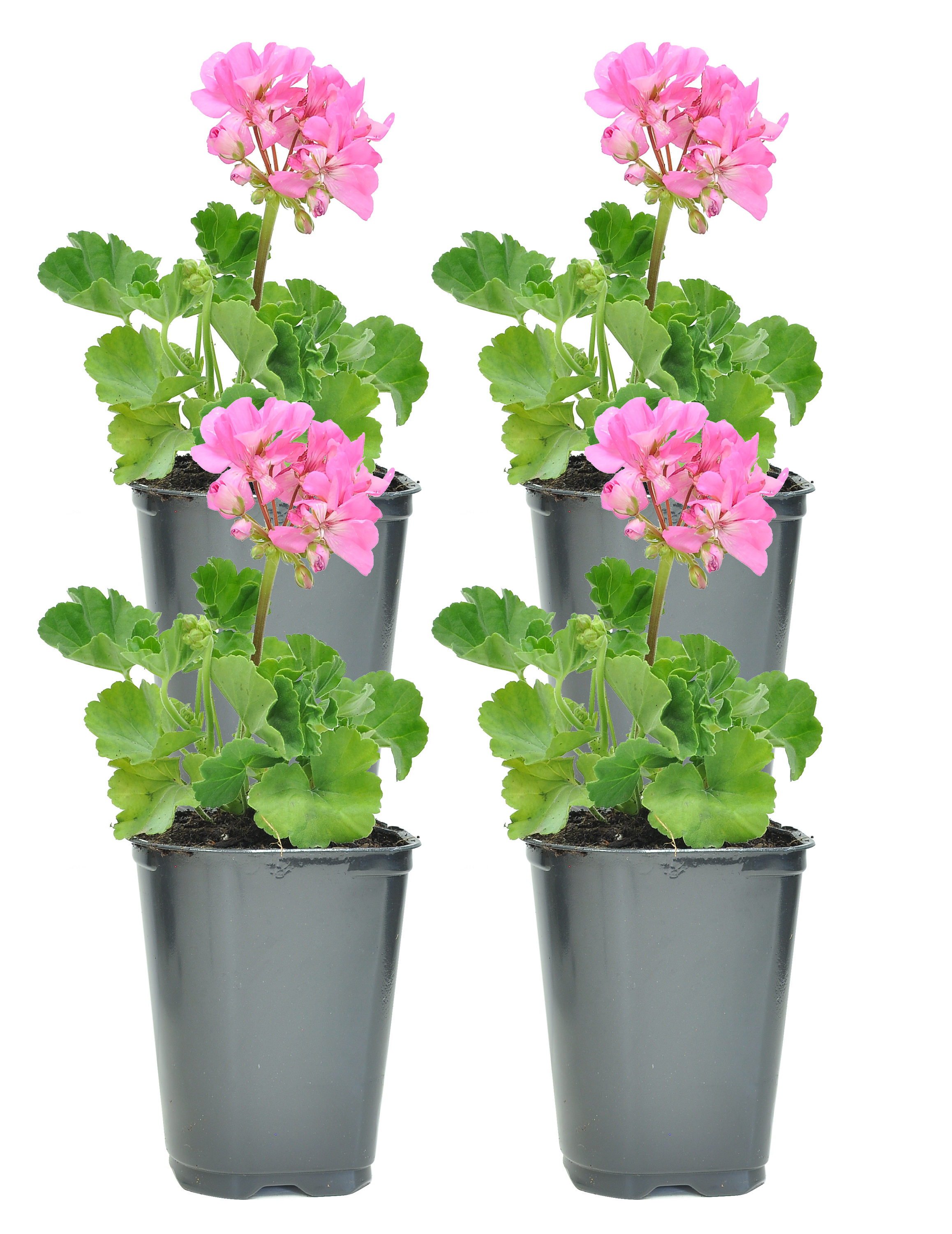 Costa Farms 4-Pack Pink Cranesbills in 1-Quart Plastic Planter at Lowes.com