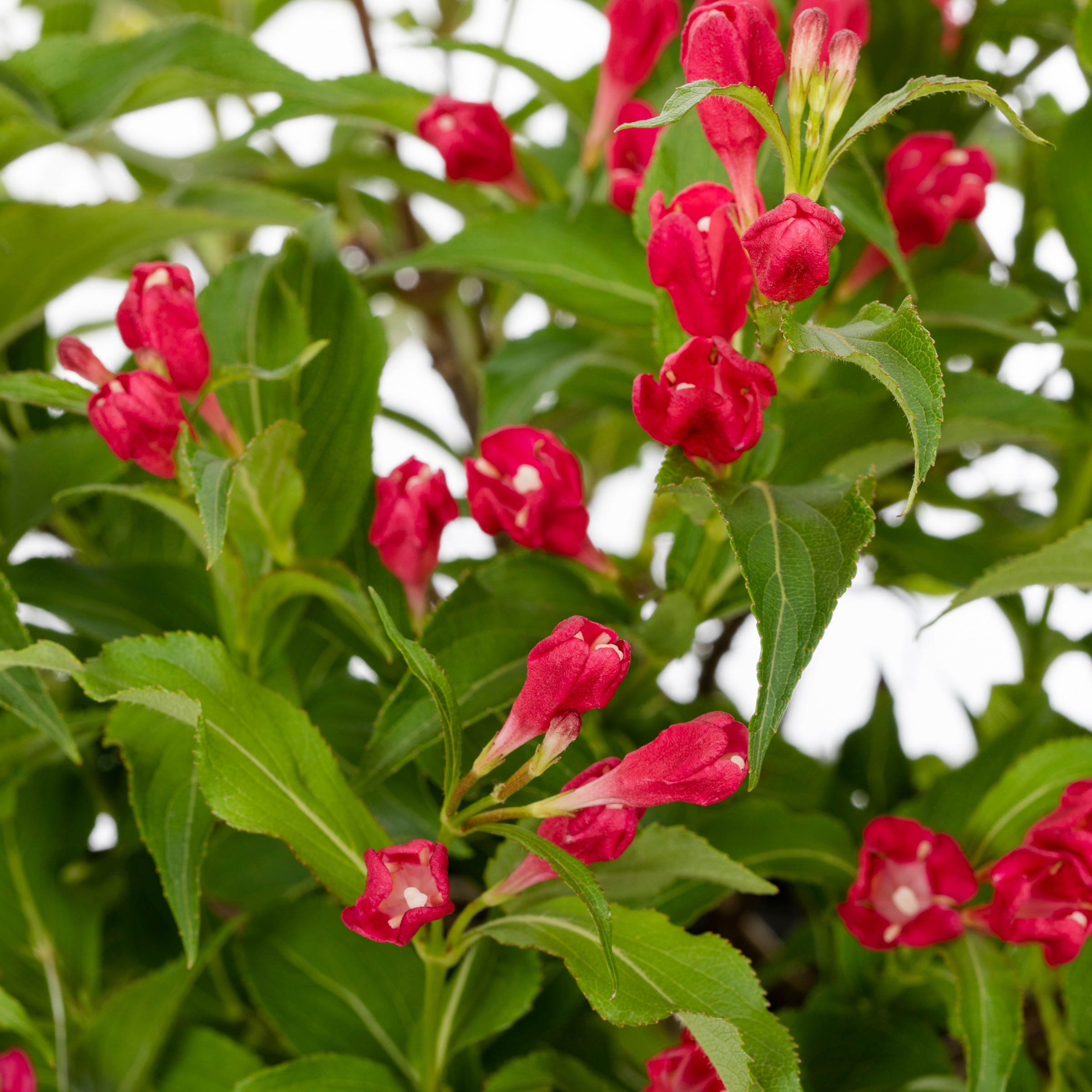 Sonic Bloom® Red Weigela - 3 gallon container – Lots of Plants