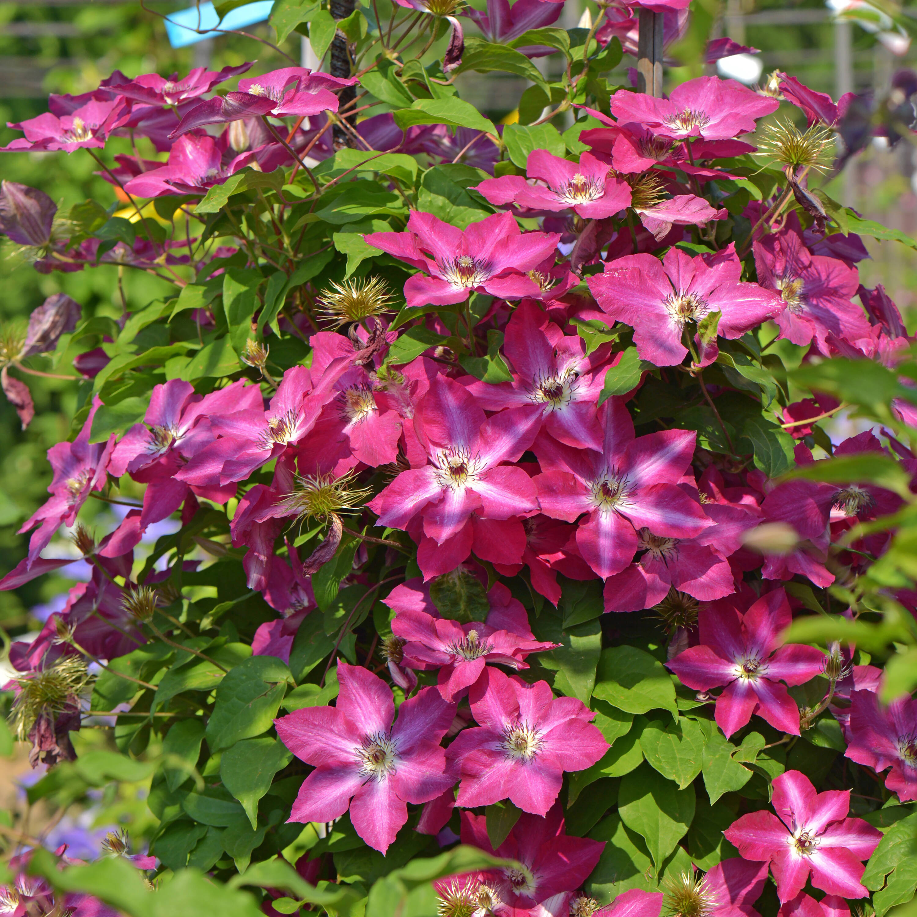 Proven Winners CLMPRC1077800 shrubs - View #4