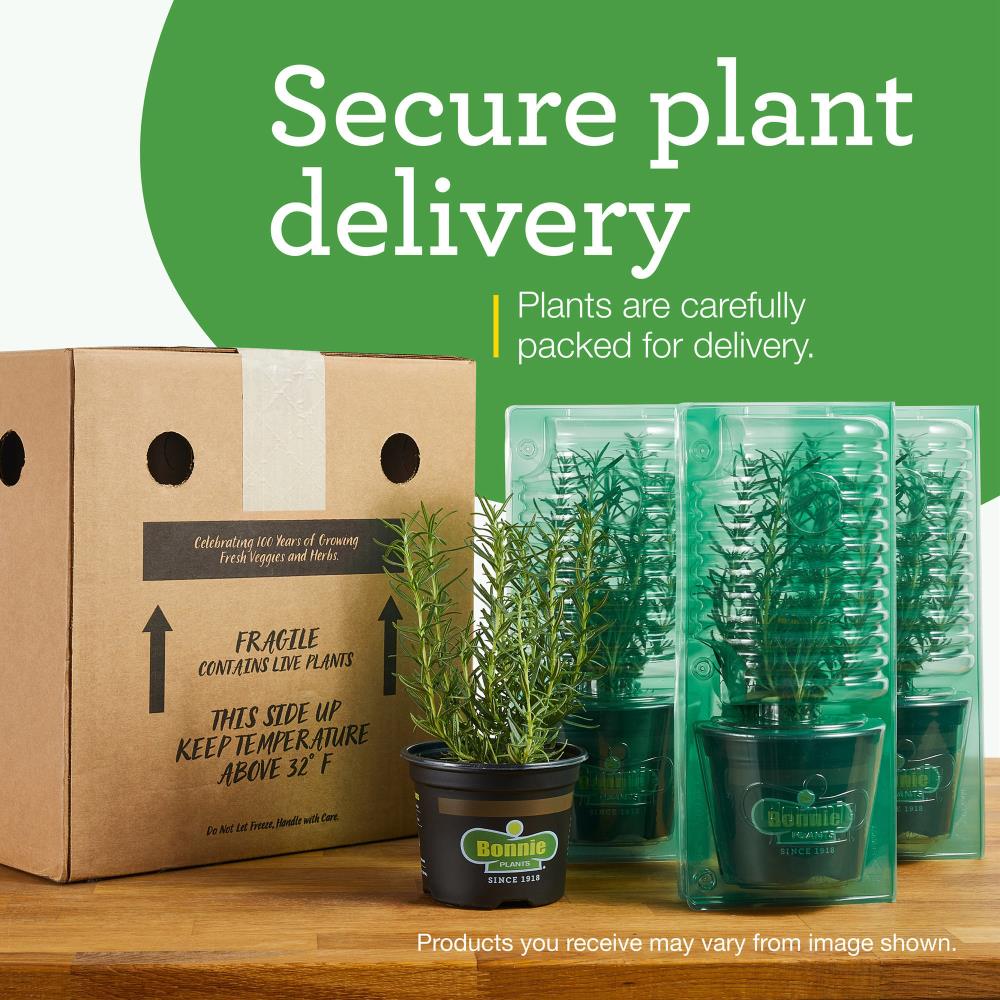 Bonnie Plants 202043 Vegetable-Plants - View #9
