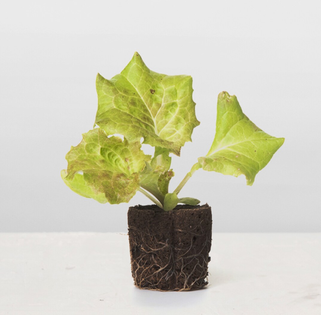Lettuce Grow SO-SV-12-1474353 Vegetable-Plants - View #2