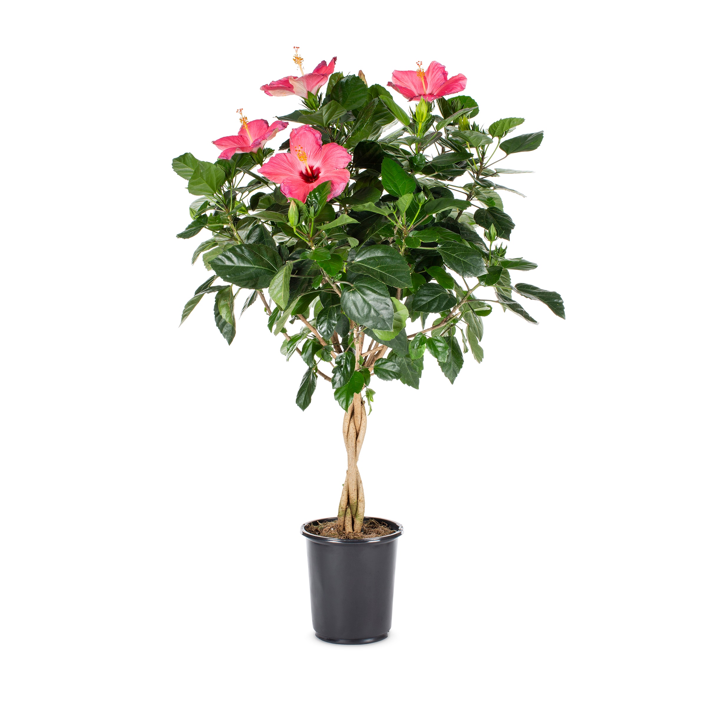 Lowe's NURSERY Hibiscus Flowering Shrub in 2.5 -Quart Pot 1.0 -Pack with Multicolor Blooms