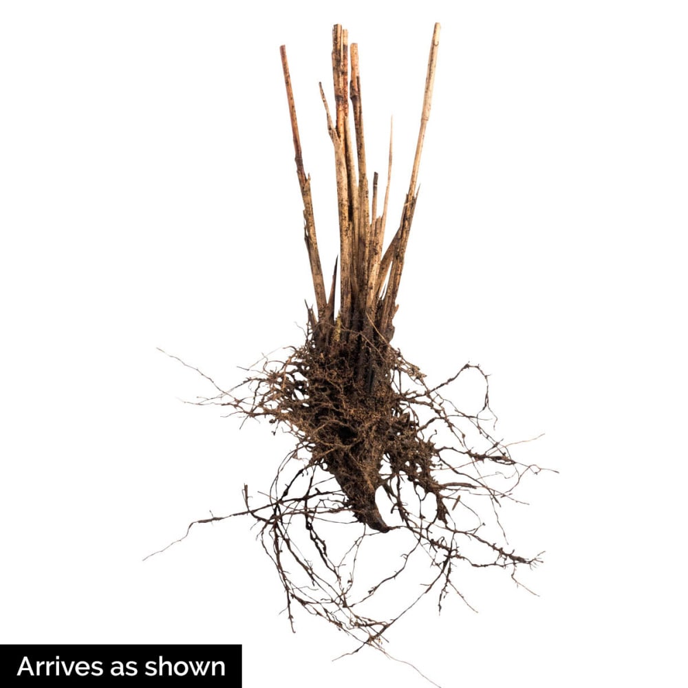 Direct Gardening 96128 Ornamental-Grasses - View #4
