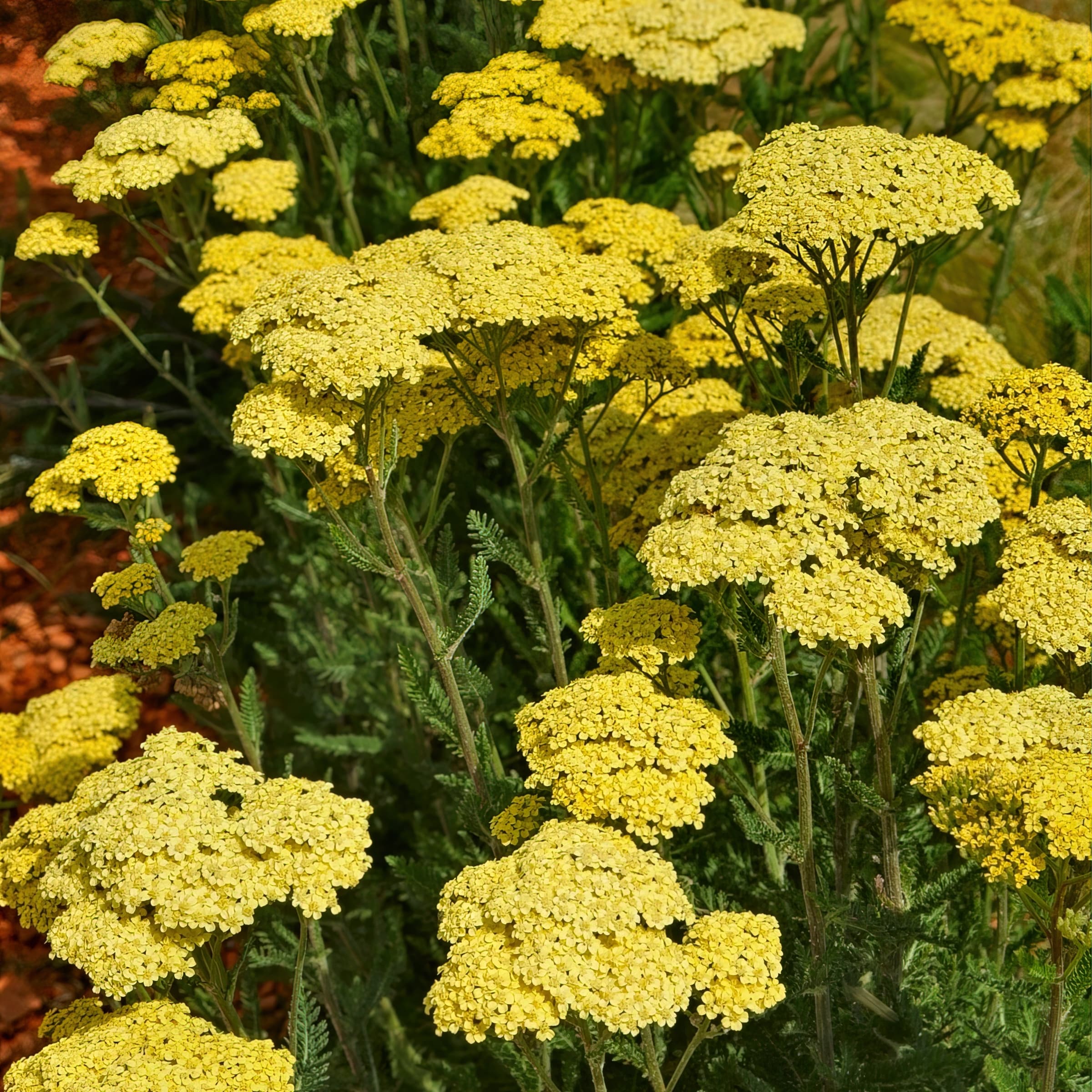National Plant Network LW1513 perennials - View #4
