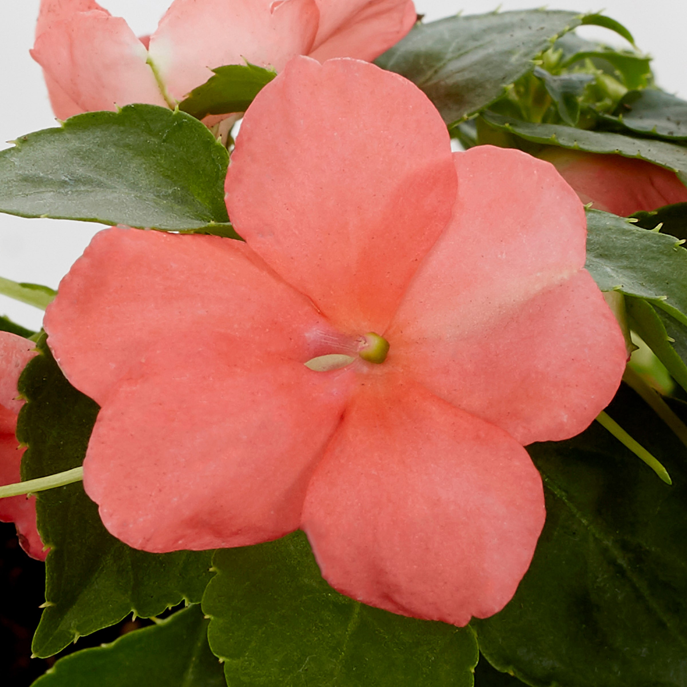 Lowe's 162547 annuals - View #8