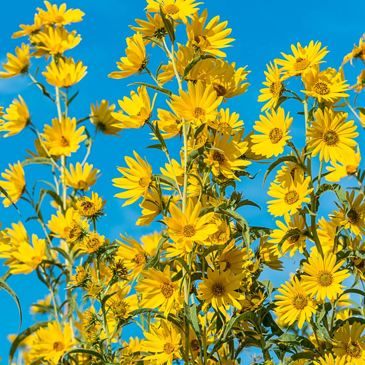 Spring Hill Nurseries Yellow Maximillian Sunflower (Helianthus) Perennial Plants Plant in 6 -Pack Bareroot