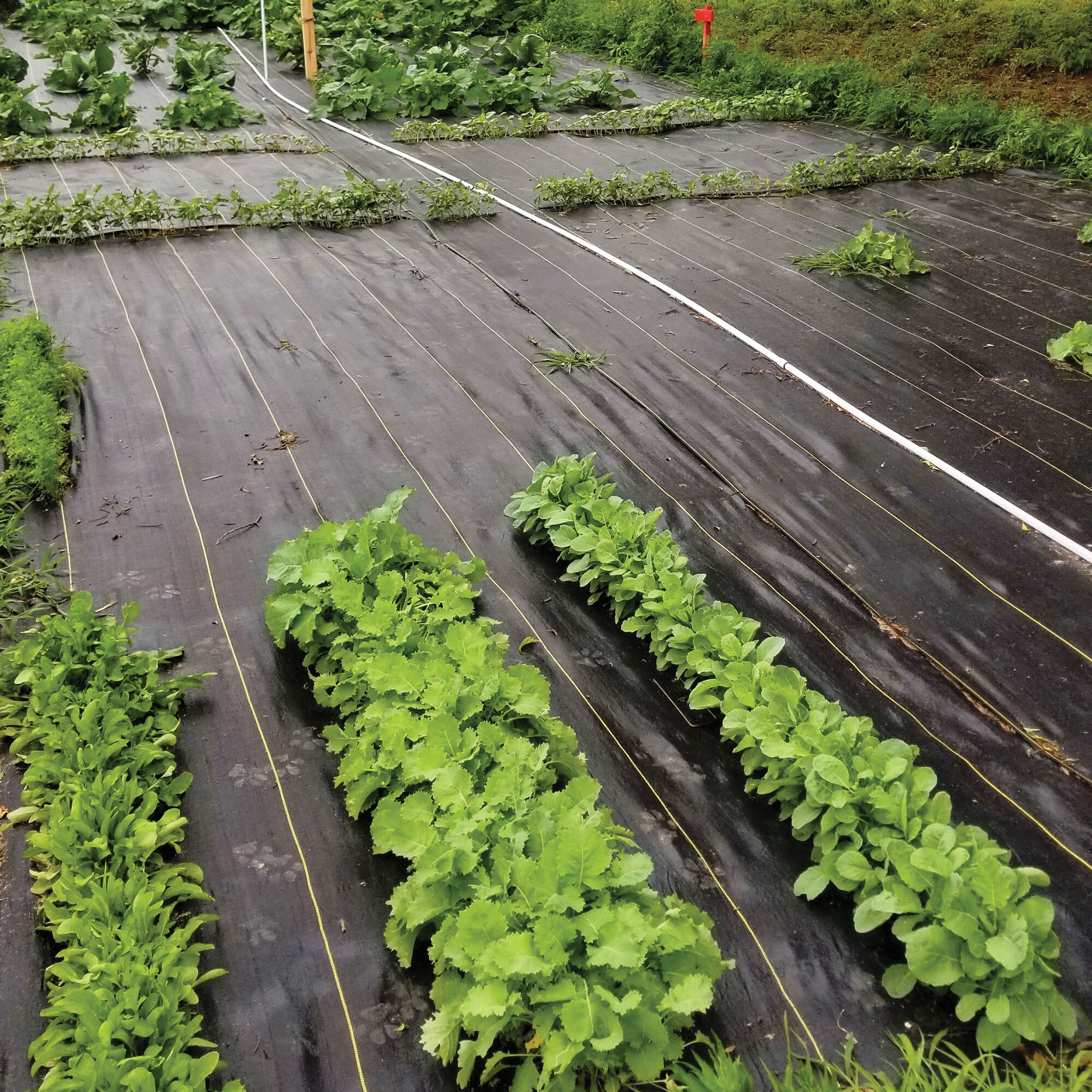 DeWitt 207895 Landscape-Fabric - View #6