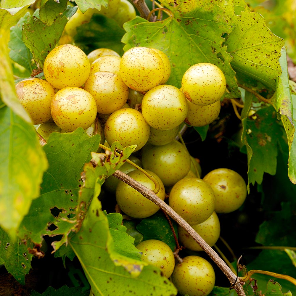 Brighter Blooms 15298 Fruit-Plants - View #2