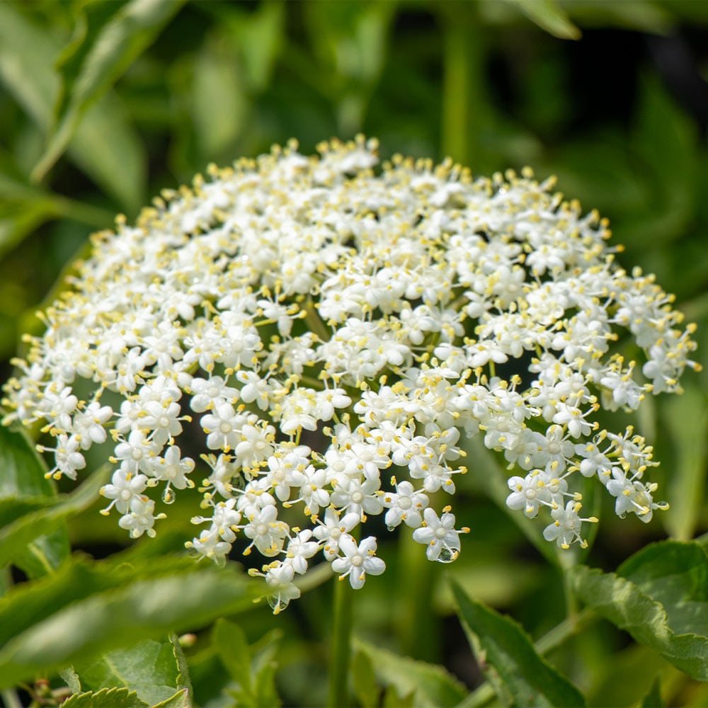 Brighter Blooms 13793 Fruit-Plants - View #3