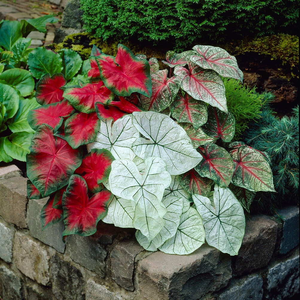 Garden State Bulb ECS-84-20-02 Plant-Bulbs - View #6