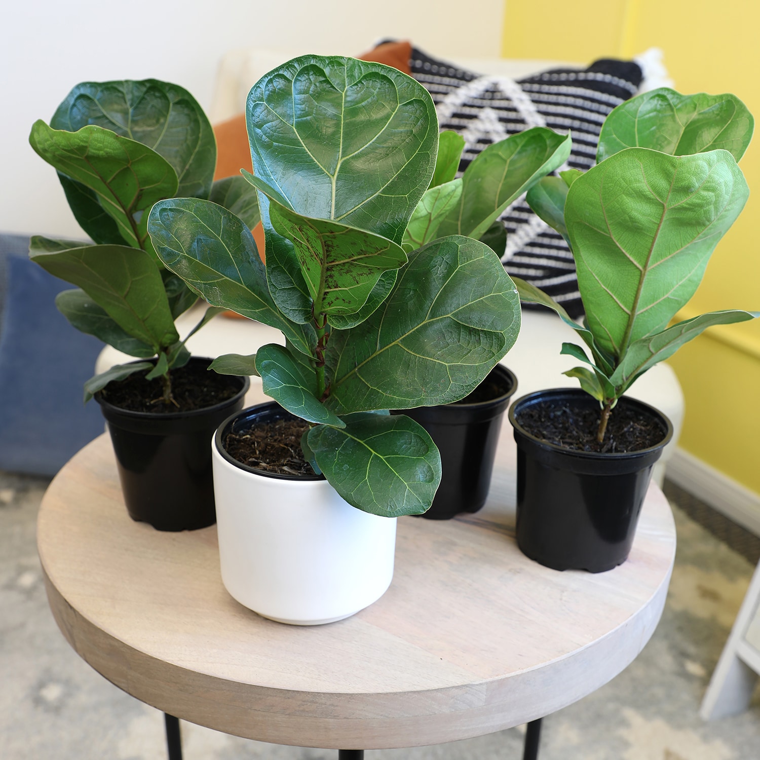Lowe's 5472151 hseplants - View #5