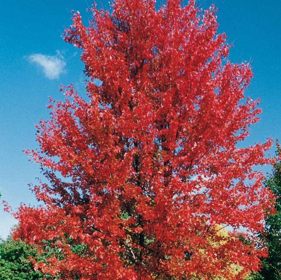  NURSERY 12.7-Gallons Shade Marmo Maple In Pot (With Soil)