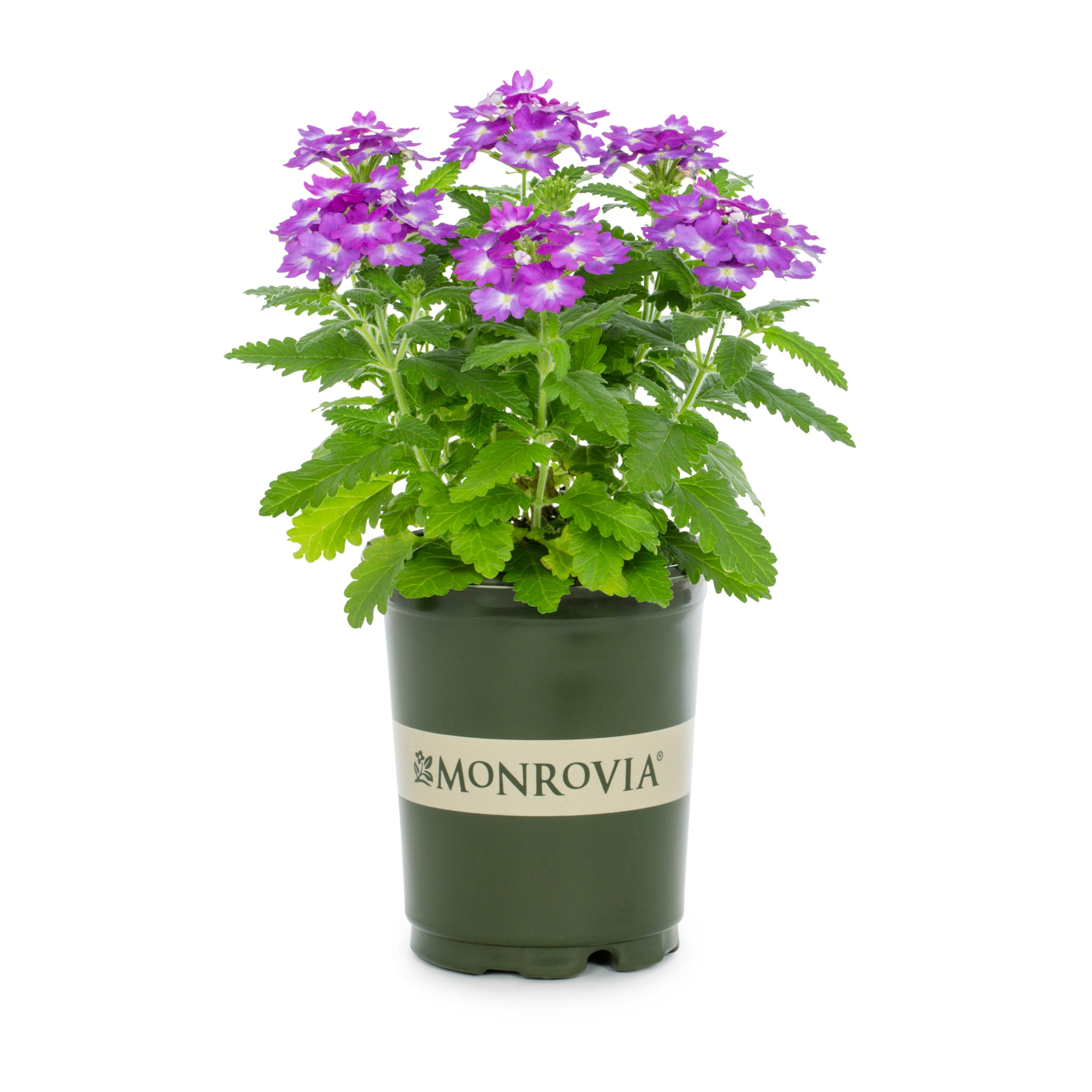 Monrovia 78989 perennials - View #4