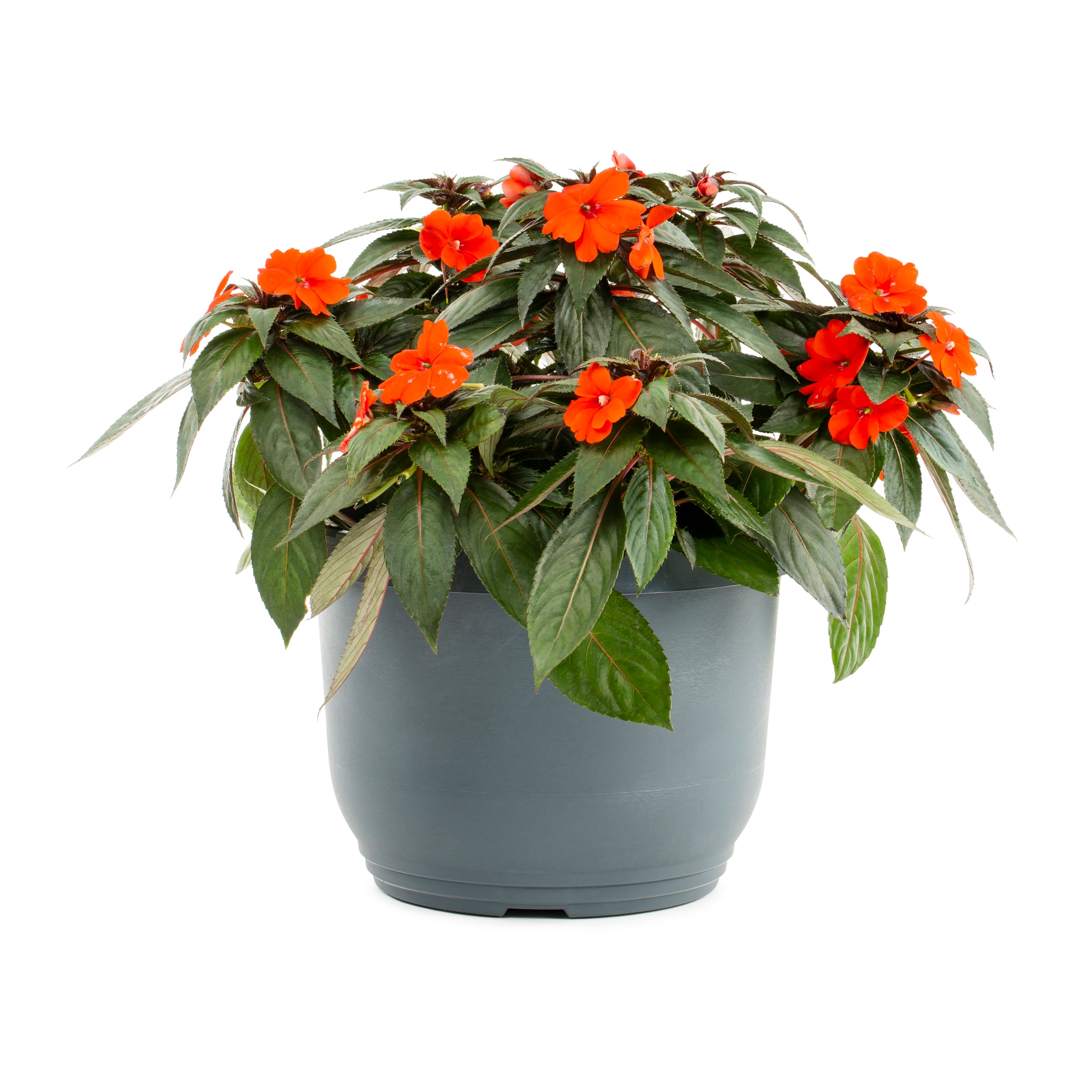 Lowe's Multicolor Sunpatiens in 1.75-Gallon (s) Planter in the Annuals ...