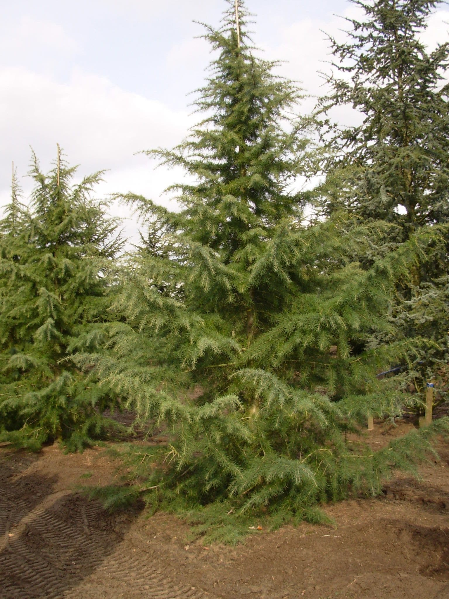  NURSERY 12.33 -Gallon Feature Cedar In pot (with soil)
