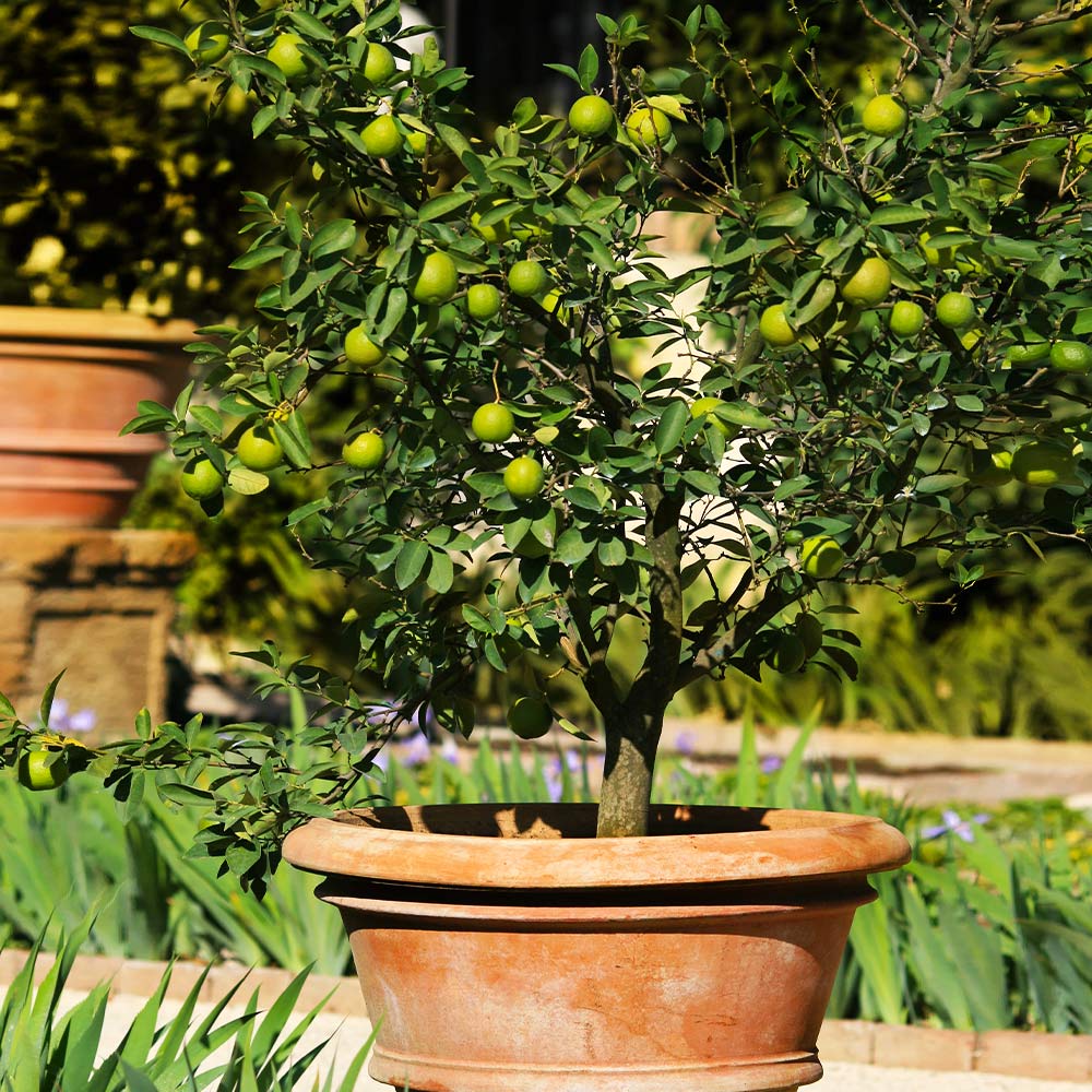 Brighter Blooms 11514 Lime Plant in Pot