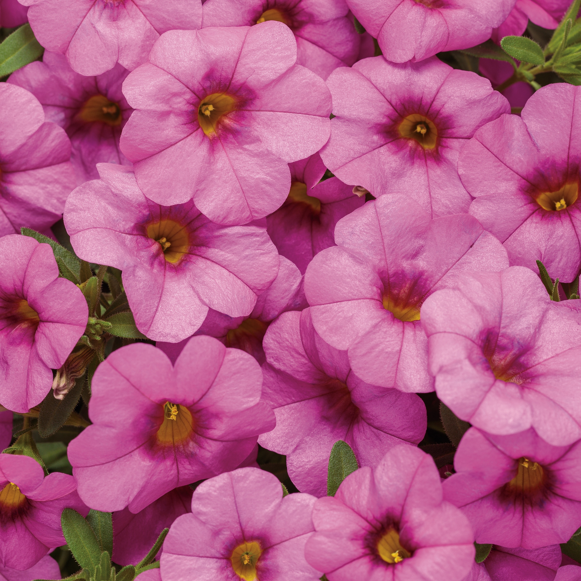 Lowe's NURSERY annuals - View #2