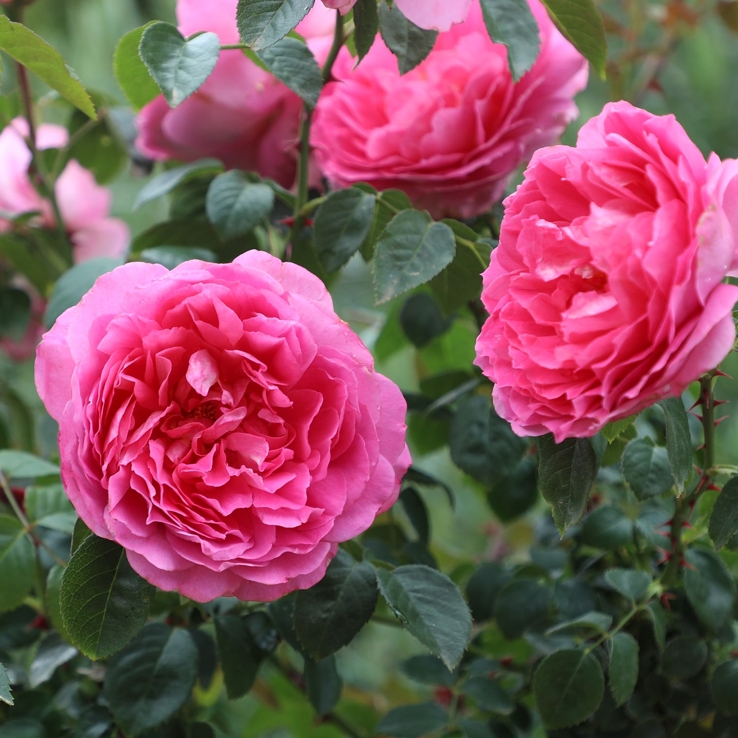 Altman Plants 0872516 roses - View #4