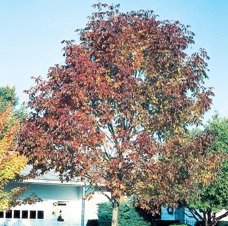  NURSERY 5.98-Gallon White Shade Tree Autumn Purple Ash In Pot (With Soil)