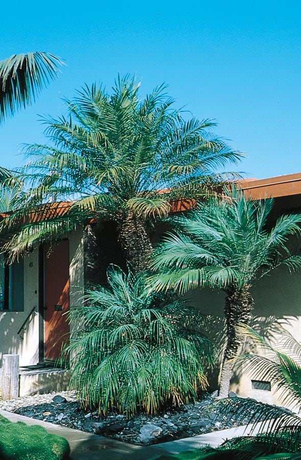 Lowe's NURSERY Yellow Pygmy Date Palm Plant in