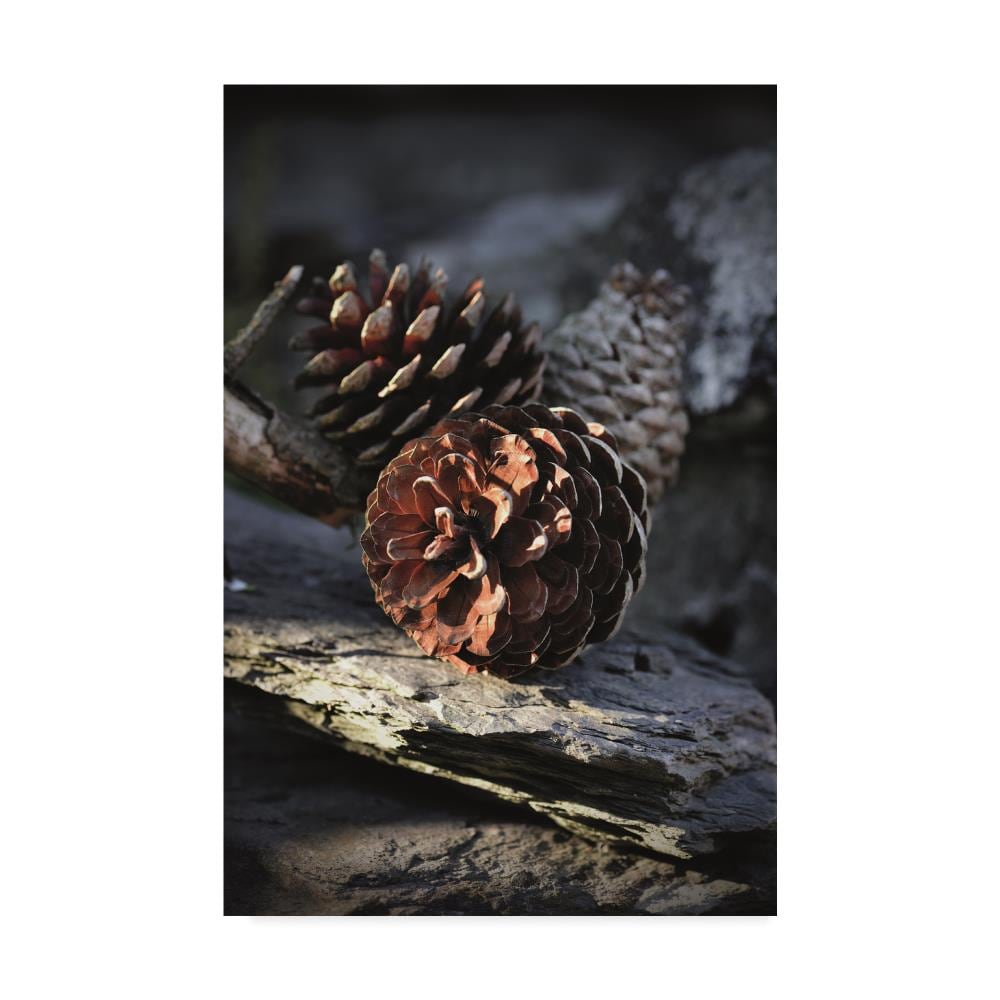 Trademark Fine Art CSL00256-C2232GG Framed 32-in H x 22-in W Botanical Print on Canvas