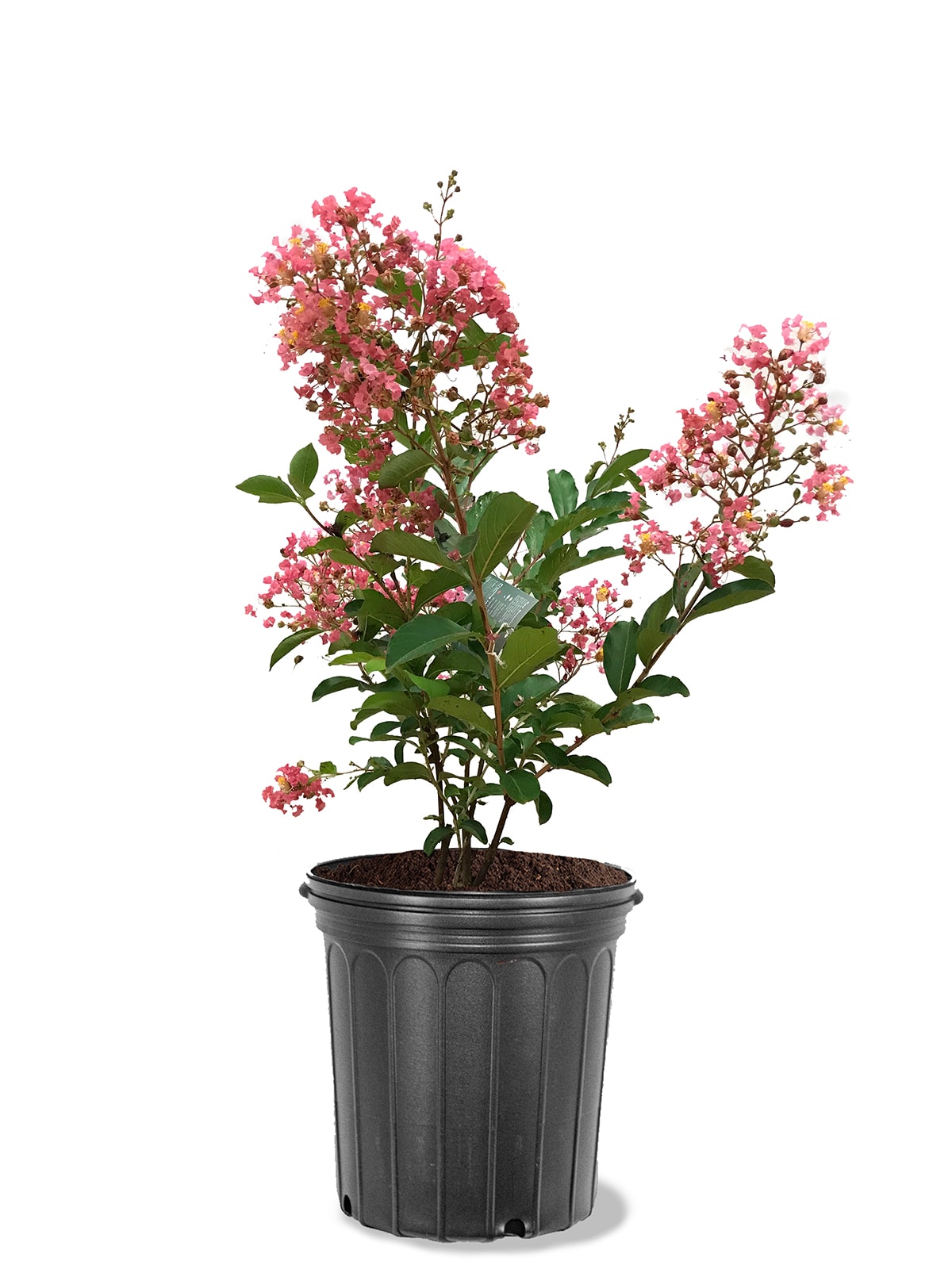 Southern Planters Pink Flowering Miami Crape Myrtle In Pot (With Soil ...